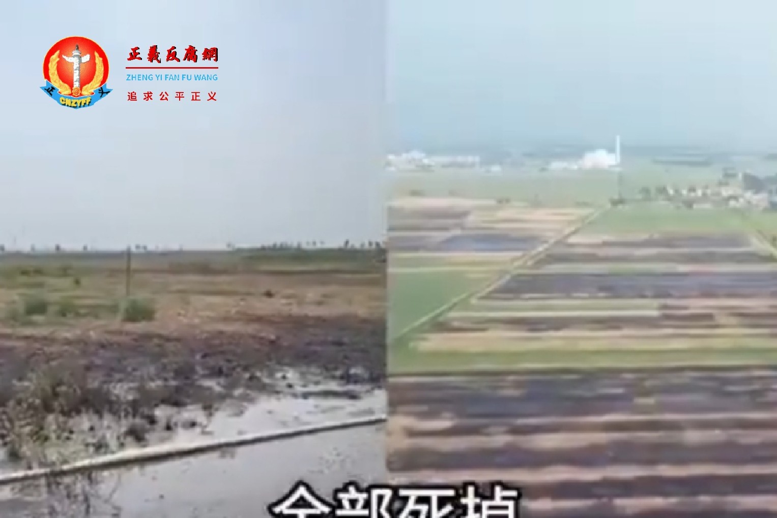 微视频｜山东菏泽大量农田遭污染 小麦大幅减产