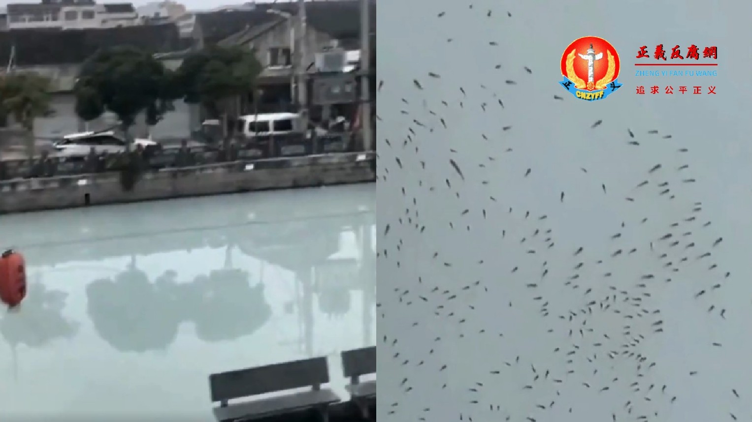 2026年6月7日,浙江瑞安市一条河流的河水变成了“牛奶河”,有大量鱼儿浮出水面。.jpg 2026年6月7日,浙江瑞安市一条河流的河水变成了“牛奶河”,有大量鱼儿浮出水面。.jpg